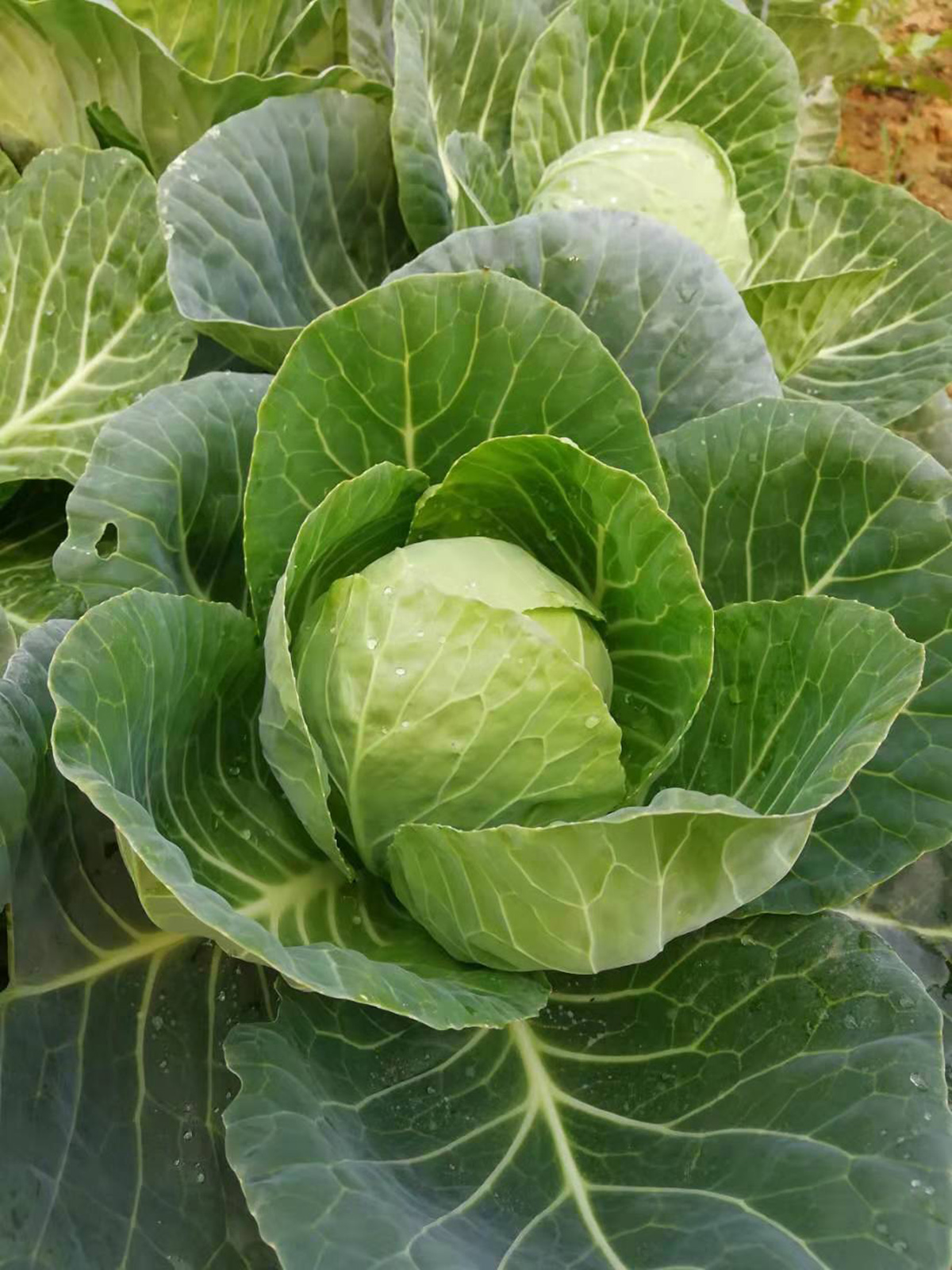 天愈生机结球甘蓝